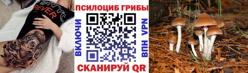 Псилоцибиновые грибы прущие грибы  Купить  Берёзовский 